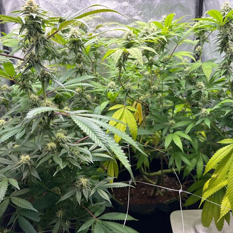 Purple Queen growlog timeline photo