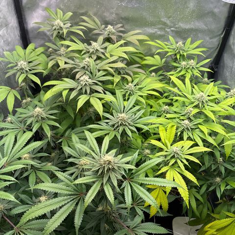 Purple Queen growlog timeline photo