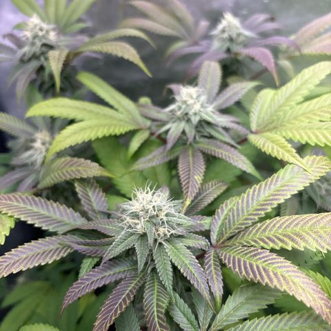 Purple Queen growlog timeline photo