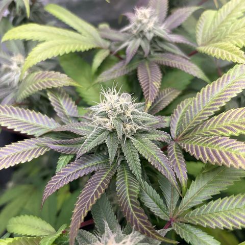 Purple Queen growlog timeline photo
