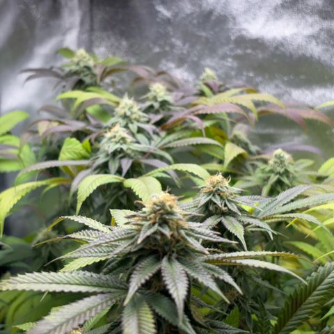 Purple Queen growlog timeline photo