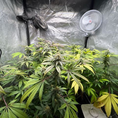 Purple Queen growlog timeline photo
