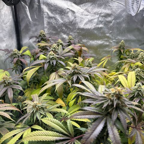 Purple Queen growlog timeline photo