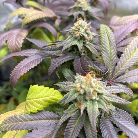 Purple Queen growlog timeline photo
