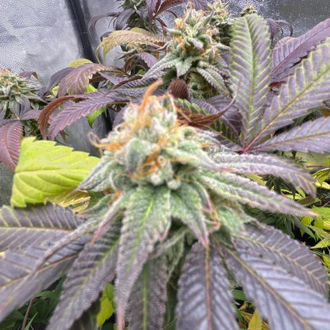 Purple Queen growlog timeline photo
