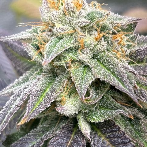 Purple Queen growlog timeline photo
