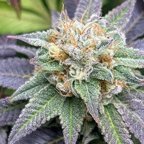 Purple Queen growlog timeline photo