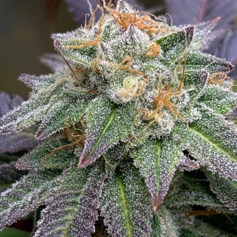 Purple Queen growlog timeline photo