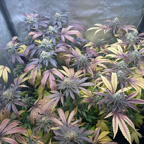 Purple Queen growlog timeline photo