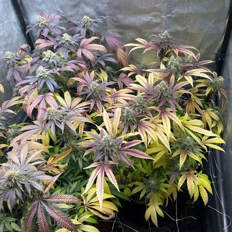 Purple Queen growlog timeline photo