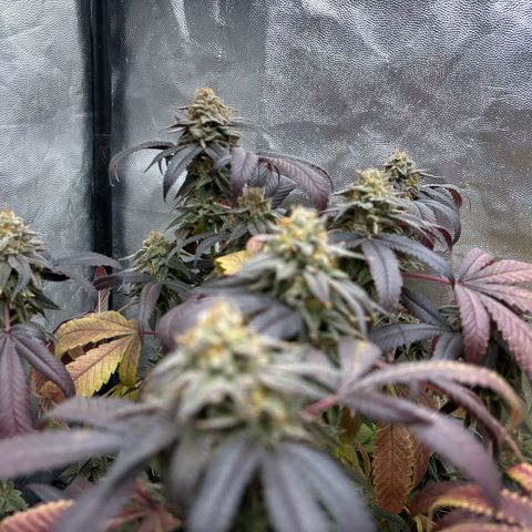 Purple Queen growlog timeline photo