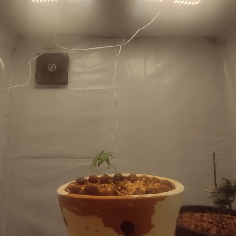 Genética desconhecida growlog photo: 01/04/2025 duas semanas. 400 ml de água