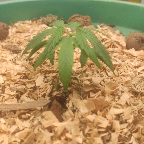 Genética desconhecida growlog photo: Poda topping + 400 água da chuva