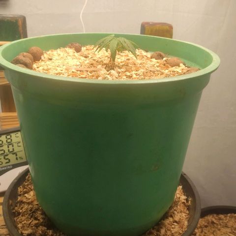 Genética desconhecida growlog photo: Poda topping + 400 água da chuva