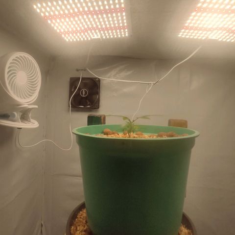 Genética desconhecida growlog timeline photo