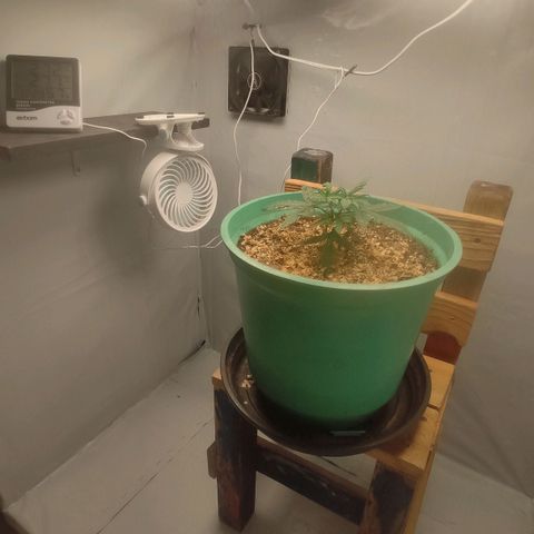Genética desconhecida growlog timeline photo