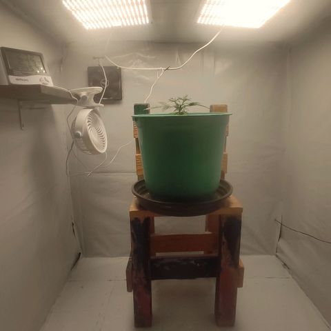 Genética desconhecida growlog timeline photo