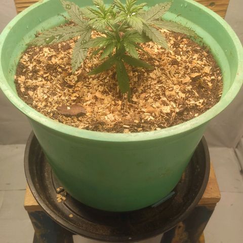Genética desconhecida growlog timeline photo