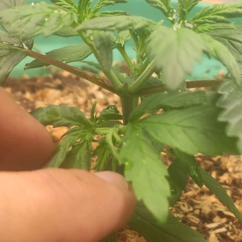 Genética desconhecida growlog timeline photo