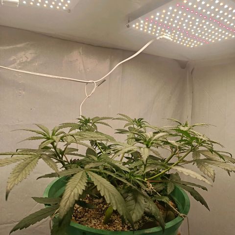 Genética desconhecida growlog photo: 700 ml de água filtro de barro