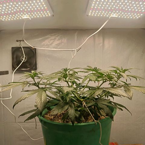 Genética desconhecida growlog photo: 700 ml de água filtro de barro