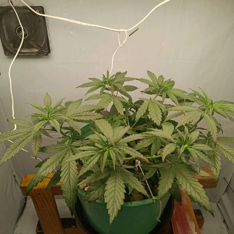 Genética desconhecida growlog photo: 700 ml de água filtro de barro