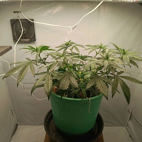 Genética desconhecida growlog photo: 400 ml de água filtrada