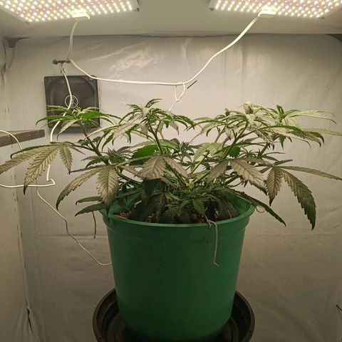 Genética desconhecida growlog timeline photo