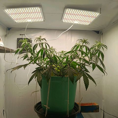Genética desconhecida growlog photo: Troca da amarração