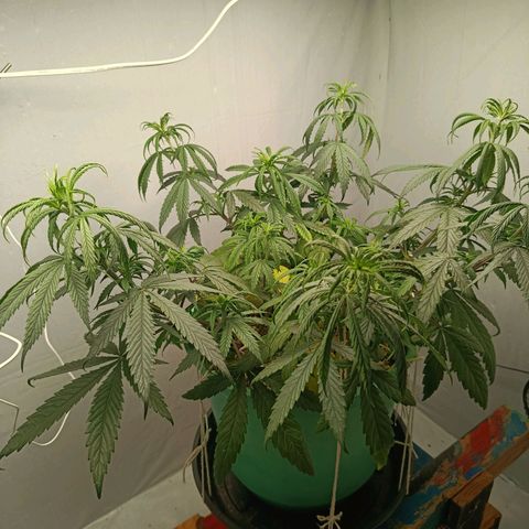 Genética desconhecida growlog timeline photo