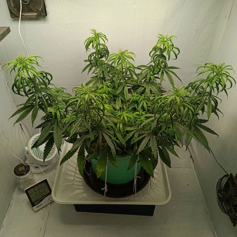 Genética desconhecida growlog timeline photo