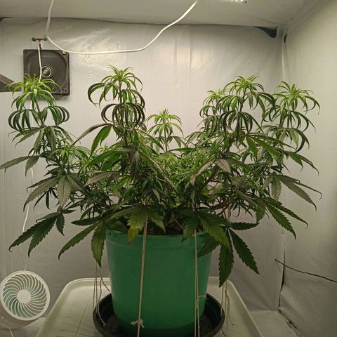 Genética desconhecida growlog timeline photo