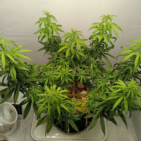 Genética desconhecida growlog timeline photo