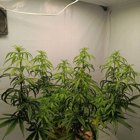 Genética desconhecida growlog timeline photo