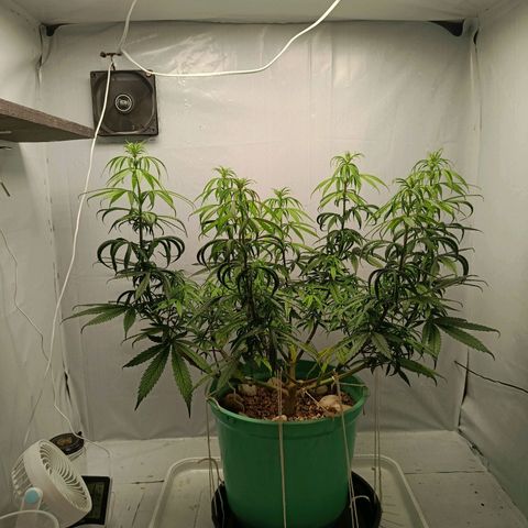 Genética desconhecida growlog timeline photo