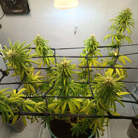 Genética desconhecida growlog timeline photo