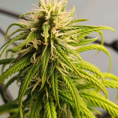 Genética desconhecida growlog timeline photo