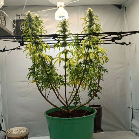 Genética desconhecida growlog timeline photo