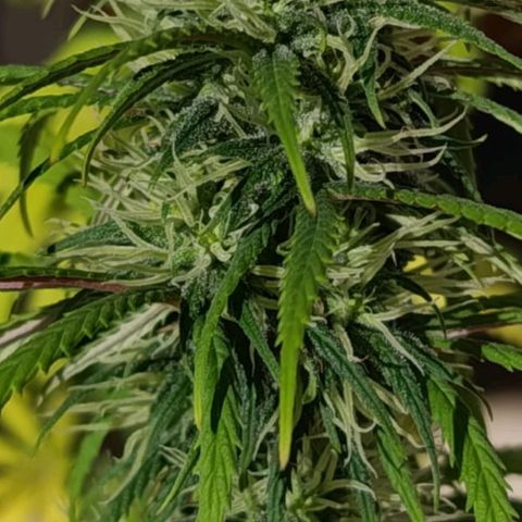 Genética desconhecida growlog timeline photo