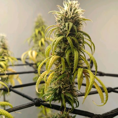 Genética desconhecida growlog timeline photo