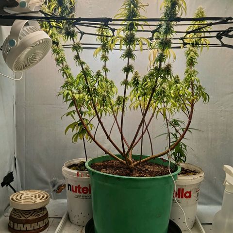 Genética desconhecida growlog timeline photo