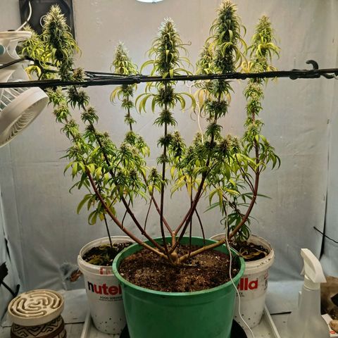 Genética desconhecida growlog timeline photo
