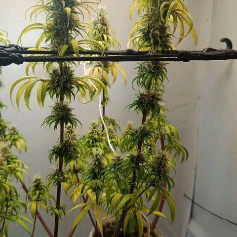Genética desconhecida growlog timeline photo
