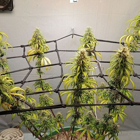 Genética desconhecida growlog timeline photo