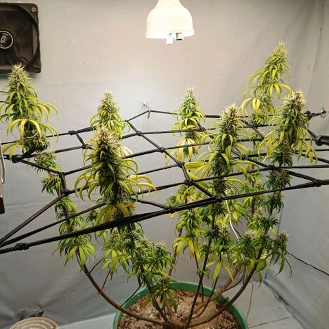 Genética desconhecida growlog timeline photo