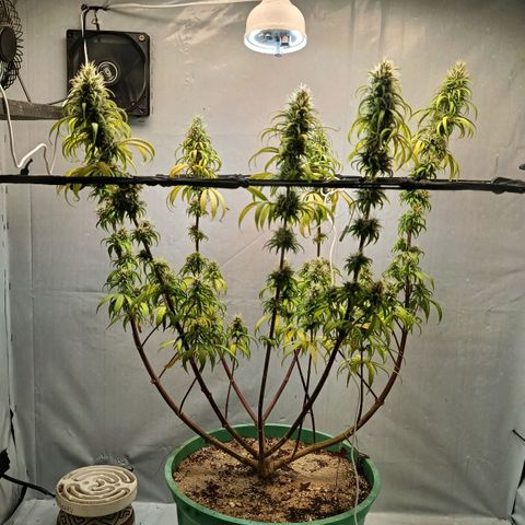 Genética desconhecida growlog timeline photo
