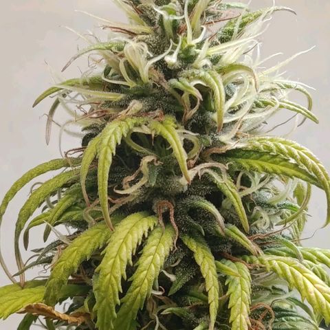 Genética desconhecida growlog timeline photo