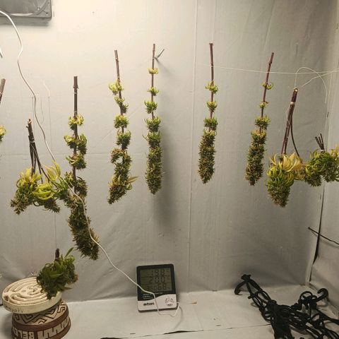 Genética desconhecida growlog timeline photo