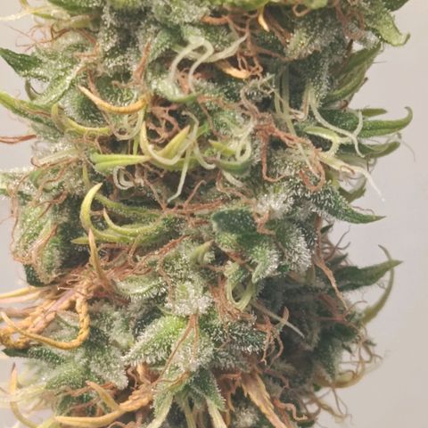 Genética desconhecida growlog timeline photo