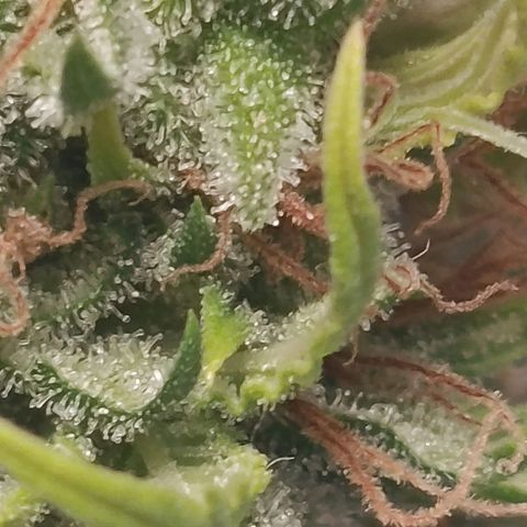 Genética desconhecida growlog timeline photo